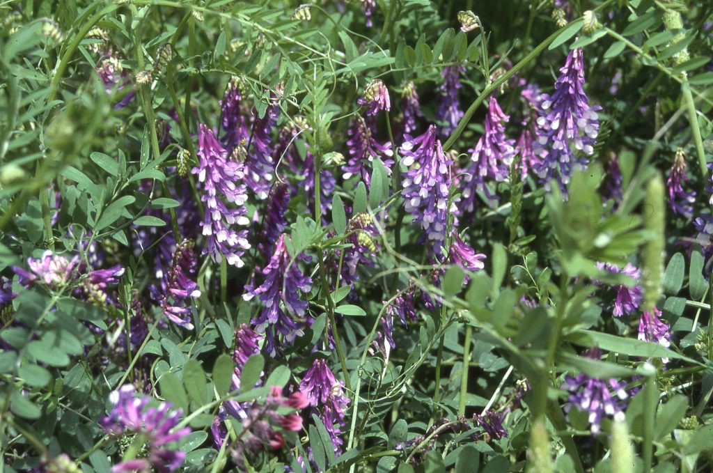 Vetch cover crop growing in winter at Pleasant Grove Farms