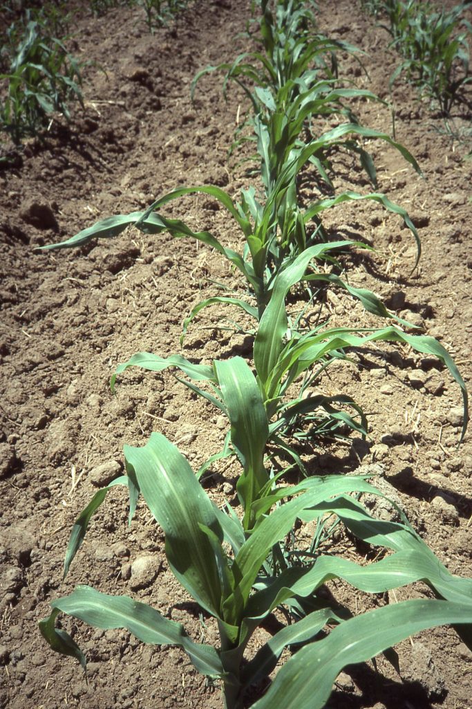Certified organic crop rows growing at Pleasant Grove Farms