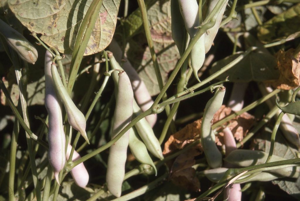 CCOF certified organic grain field at Pleasant Grove Farms