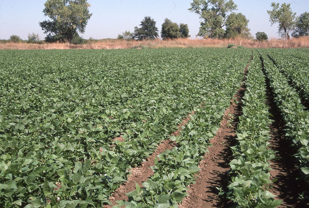 GPS-guided cultivation for organic weed control at Pleasant Grove Farms