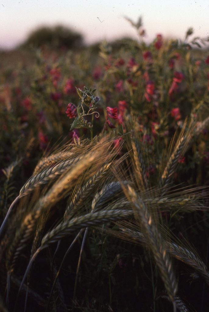Purple vetch cover crop incorporated for soil fertility at Pleasant Grove Farms