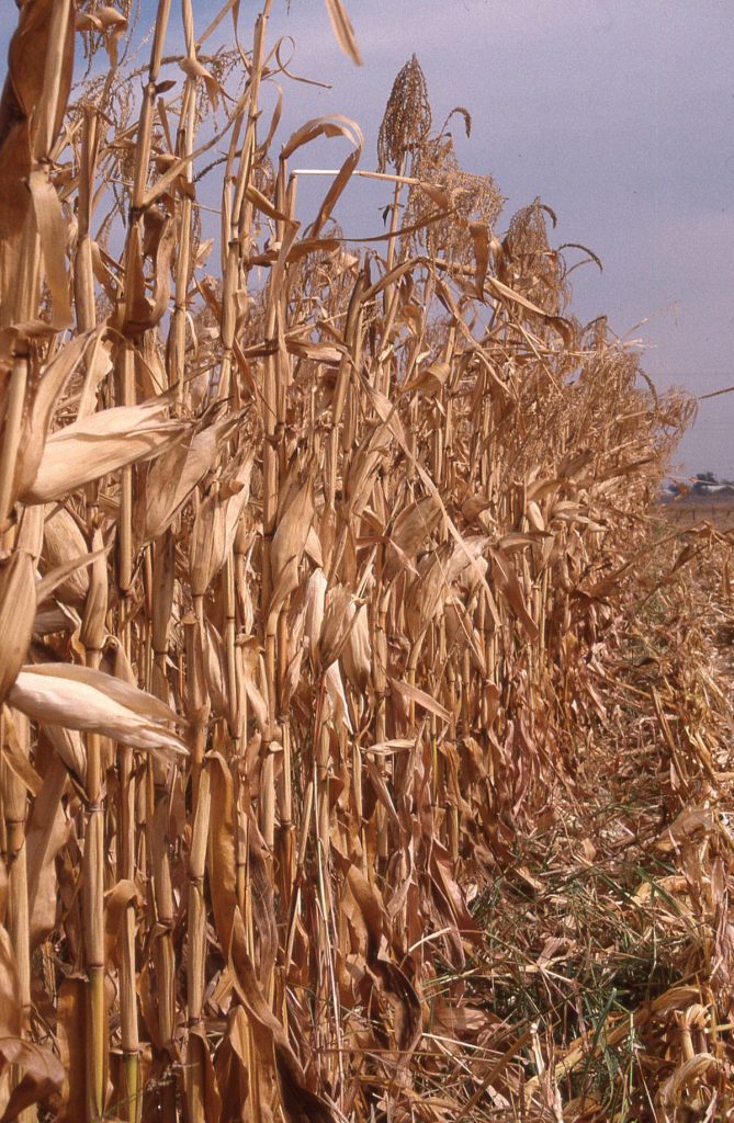 Healthy organic crops grown without synthetic pesticides at Pleasant Grove Farms